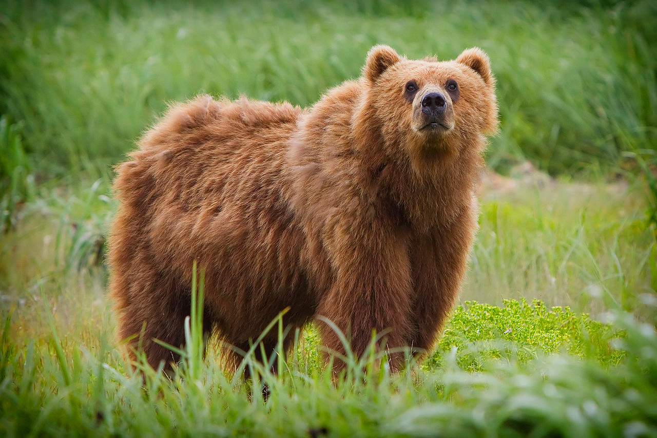 Kodiak Bear - Ursus humungus...